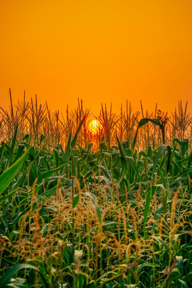 Plantação de milho ao pôr do sol